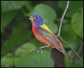 _7SB4066 painted bunting